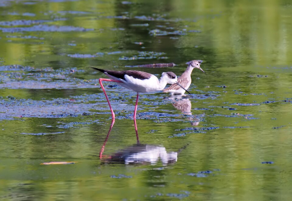 Nature lake animal