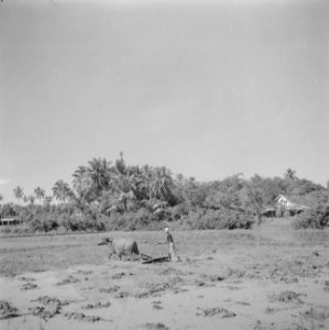 Het ploegen van de sawah met een karbouw, Bestanddeelnr 255-6674