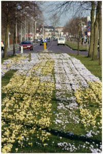 Het plantsoen aan de Planetenlaan met krokussen, ziende naar het noordoosten. NL-HlmNHA 54036924