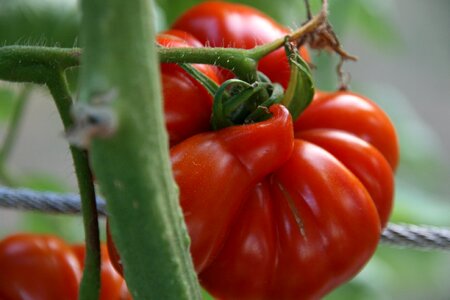 Summer harvest kitchen