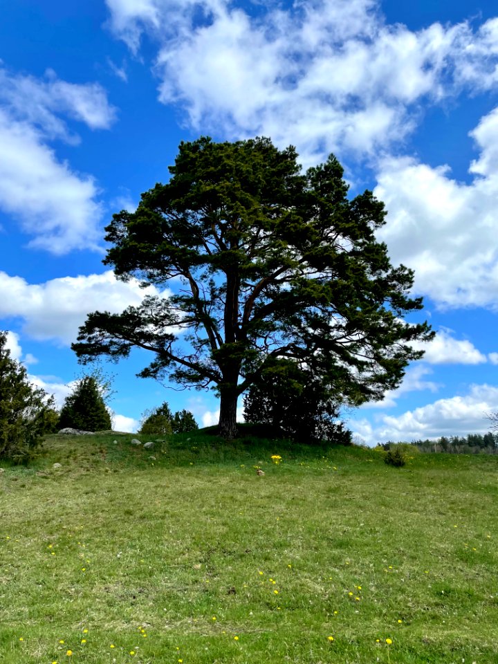 Himlingeåsen träd