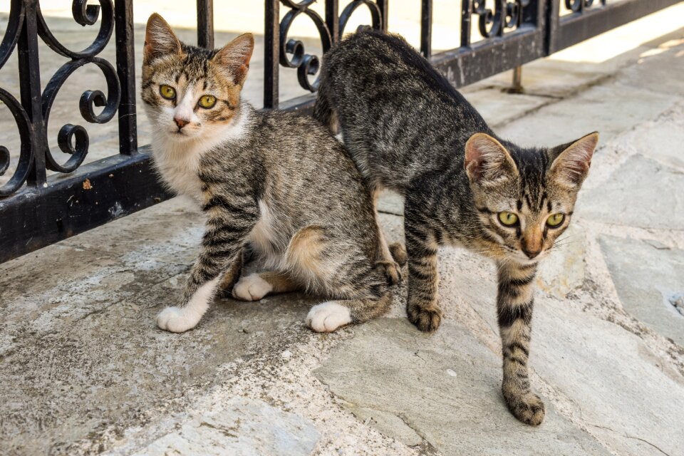 Street animal adorable