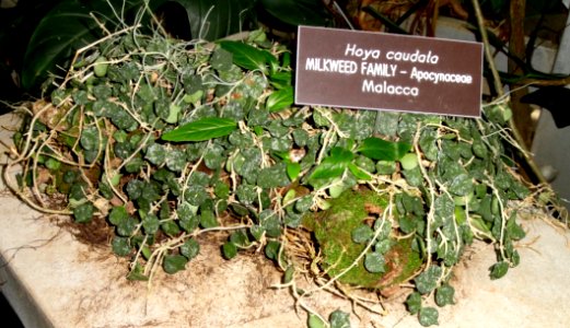 Hoya caudata - United States Botanic Garden - DSC09587
