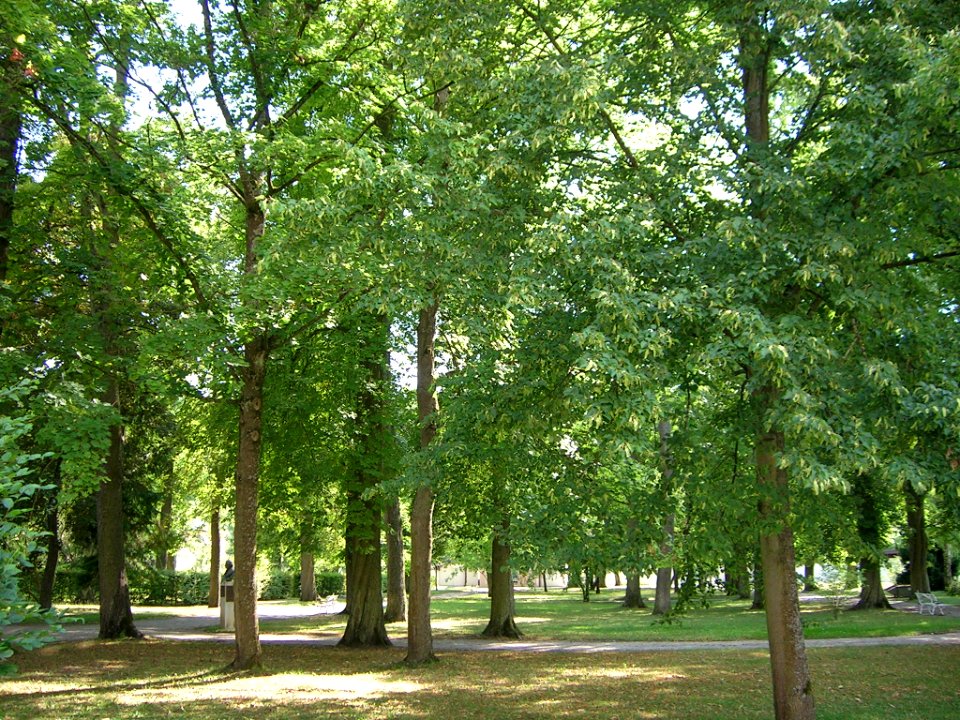 Hofgarten Eichstätt -Botanischer Garten 2