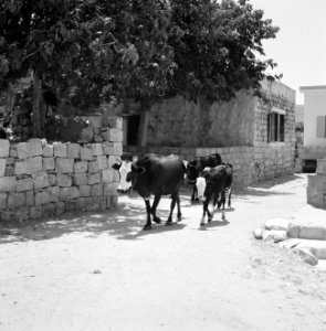 Het dorp Peki'in in Opper Galilea Drie runderen op straat in het dorp, Bestanddeelnr 255-3756 photo