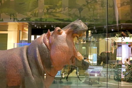 Hippopotamus amphibius IMG 1115