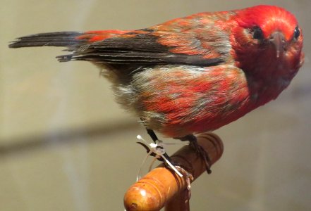 Himatione sanguinea ('Apapane), Bishop Museum, Honolulu