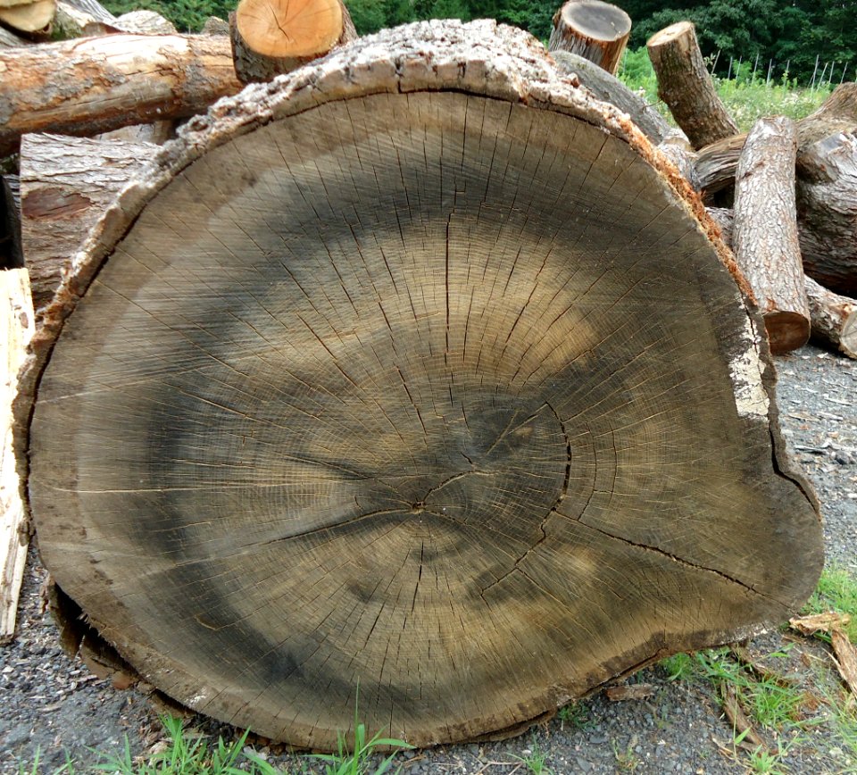 Hillview Farms large tree section showing rings