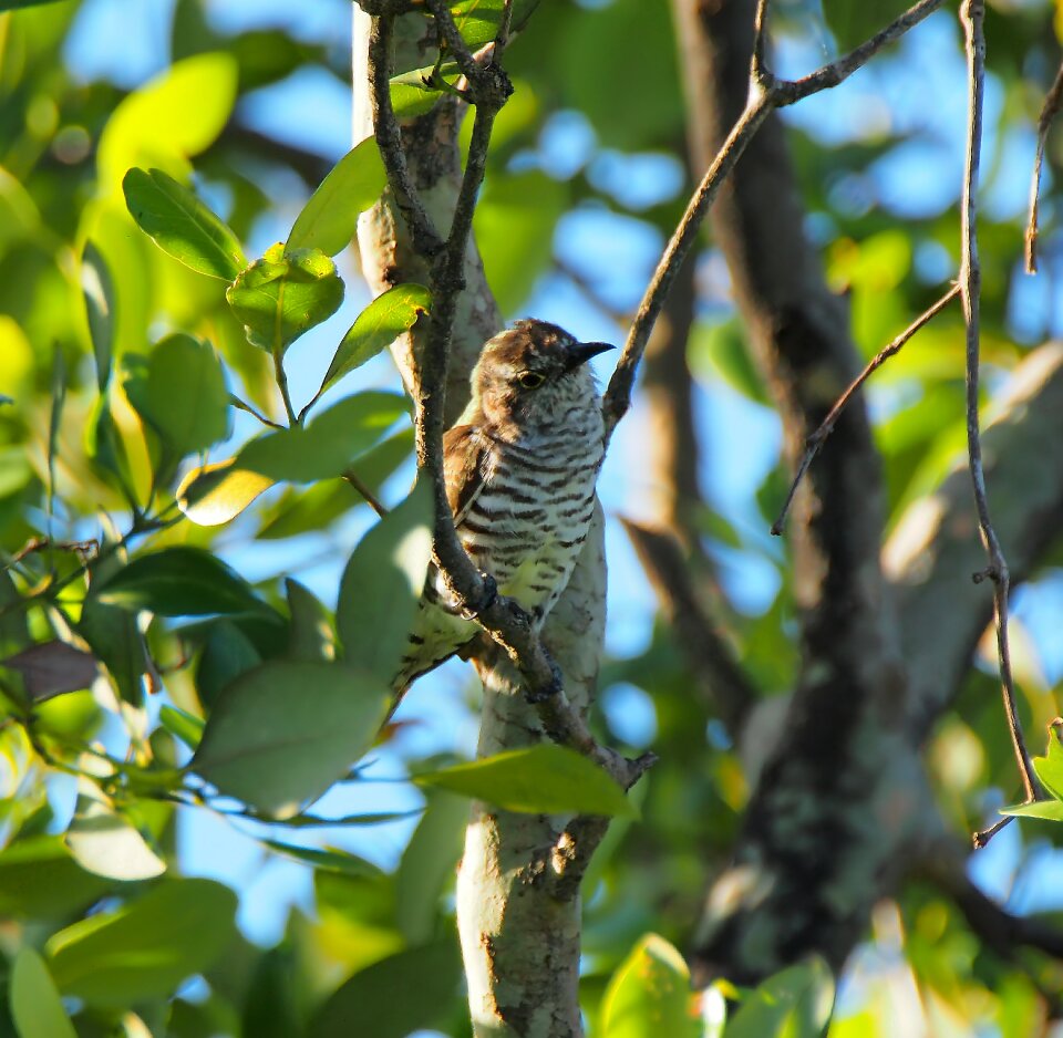 Nature outdoors avian