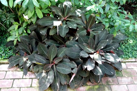 Hoffmannia discolor - Bergianska trädgården - Stockholm, Sweden - DSC00440