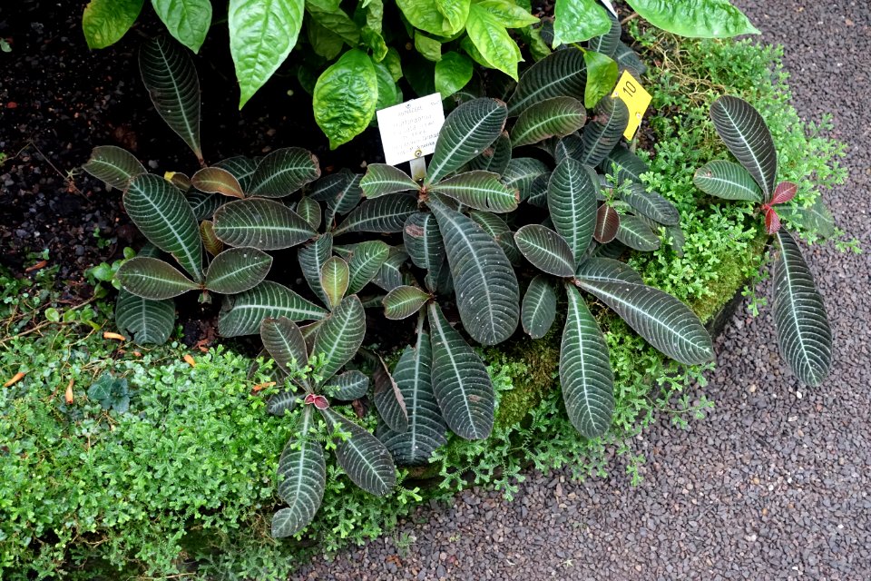 Hoffmannia discolor (Hoffmannia bullata) - Botanischer Garten - Heidelberg, Germany - DSC00968