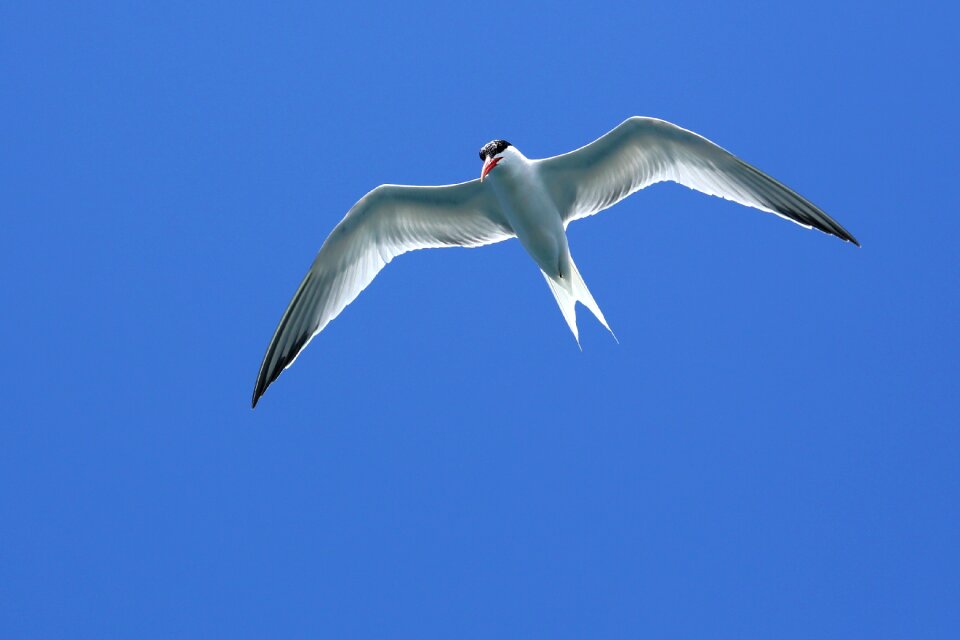 Sky bird wings
