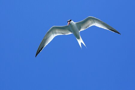 Sky bird wings photo
