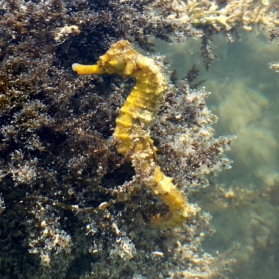 Hippocampus reidi Belize