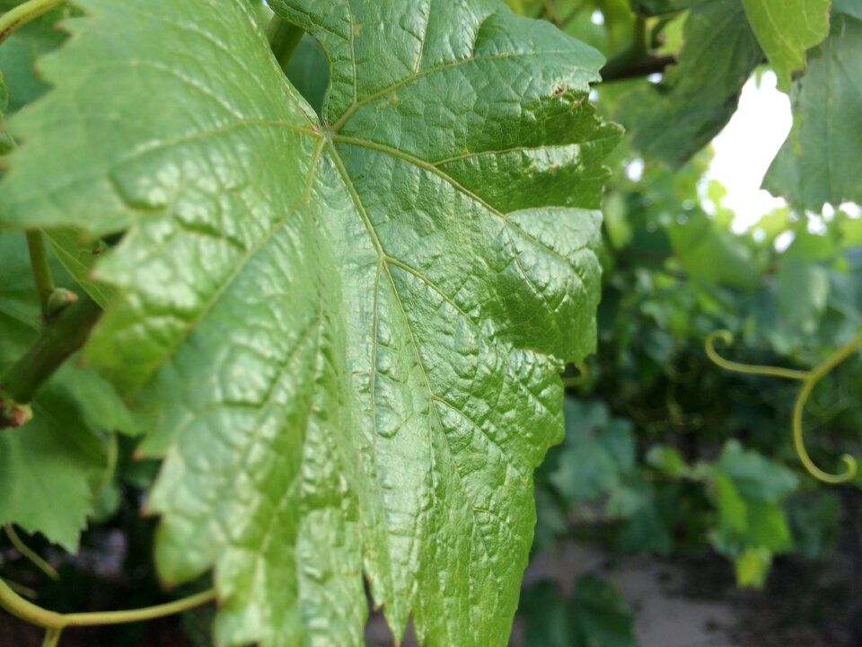 Farm green leaf grape