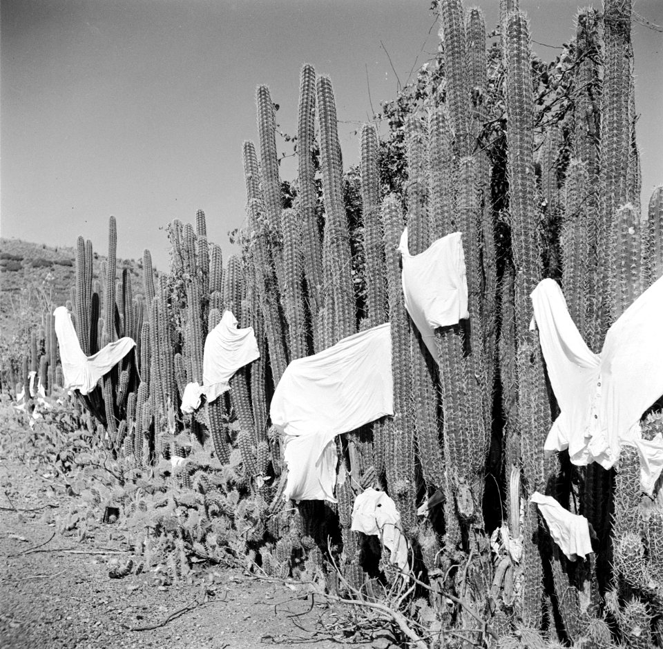 Het drogen van wasgoed op cactussen op Curaçao, Bestanddeelnr 252-7373