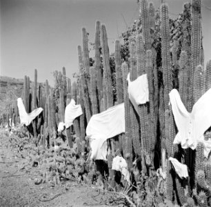 Het drogen van wasgoed op cactussen op Curaçao, Bestanddeelnr 252-7373