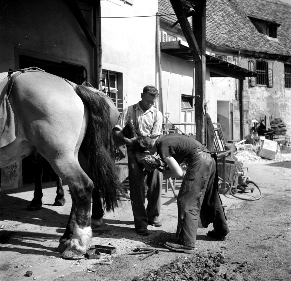 Hoefsmid Georg Krauss beslaat paarden, Bestanddeelnr 254-3182