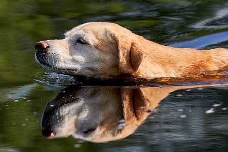 Labrador water mirroring photo