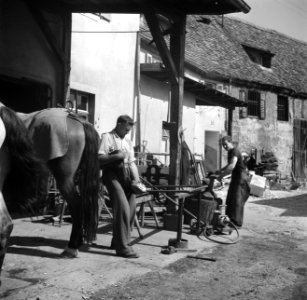 Hoefsmid Georg Krauss beslaat paarden, Bestanddeelnr 254-3181
