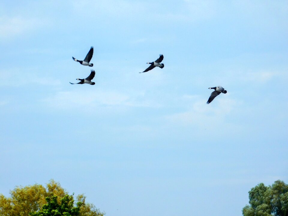 Flying birds birds blue sky