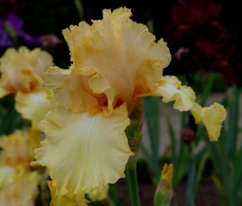 Iris flowers - Jardins de Bagatelle 11