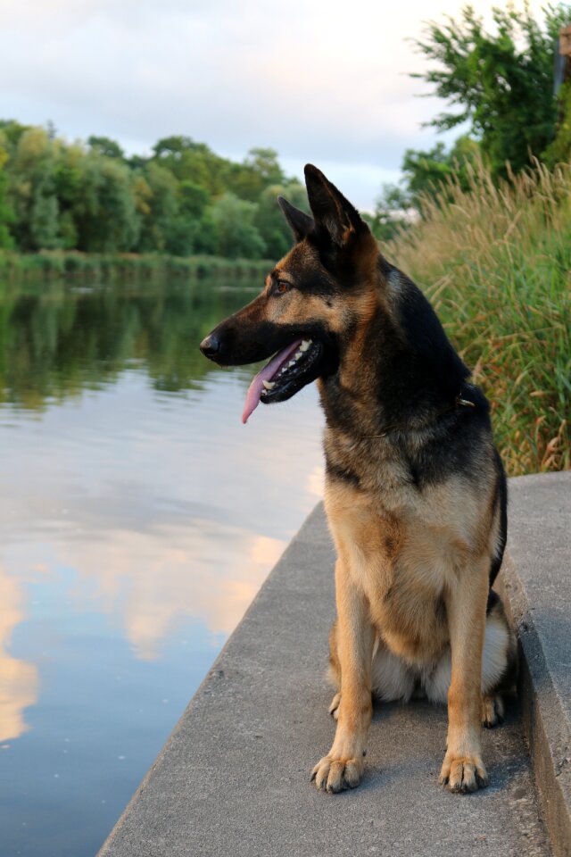 German shepherd portrait pedigree
