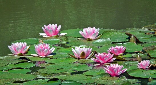 Plant foliage pond
