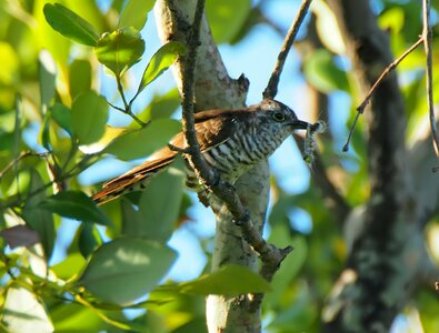 Outdoors bird animal