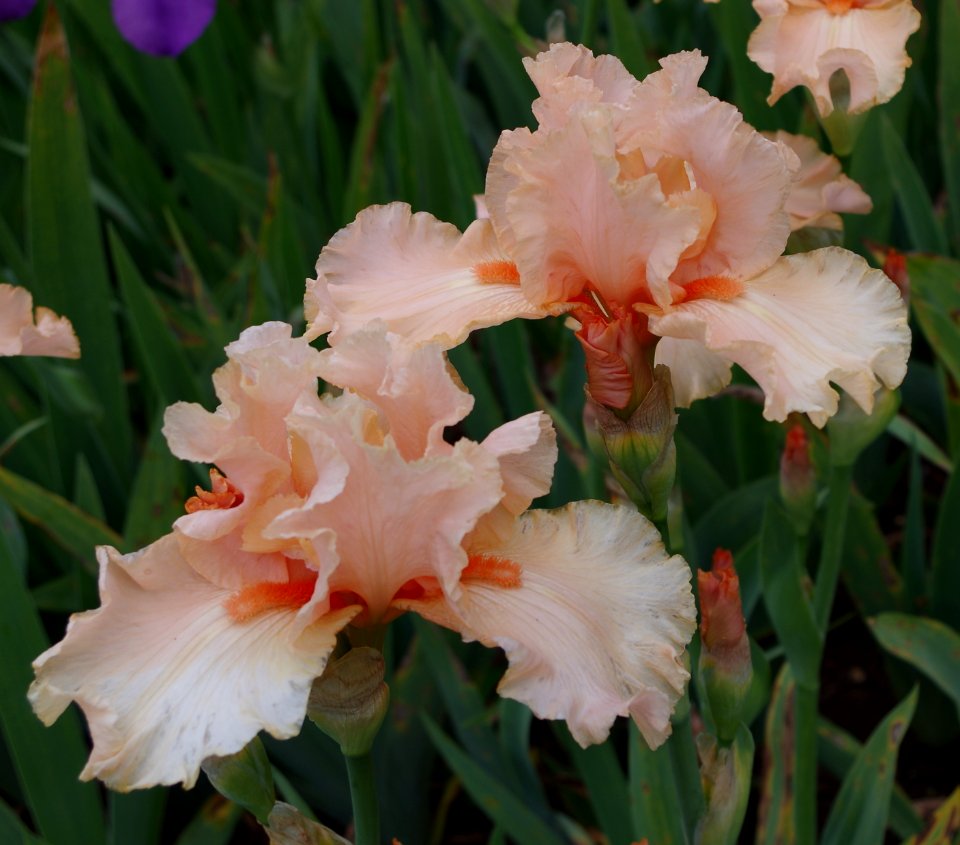Iris flowers - Jardins de Bagatelle 29