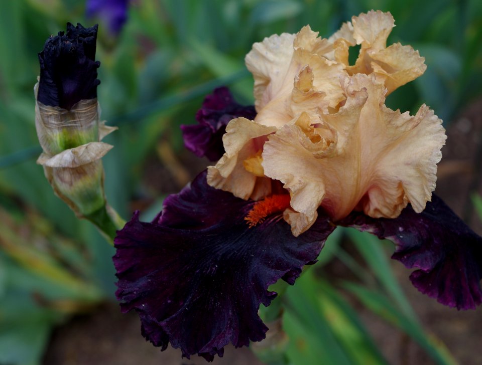 Iris flowers - Jardins de Bagatelle 40