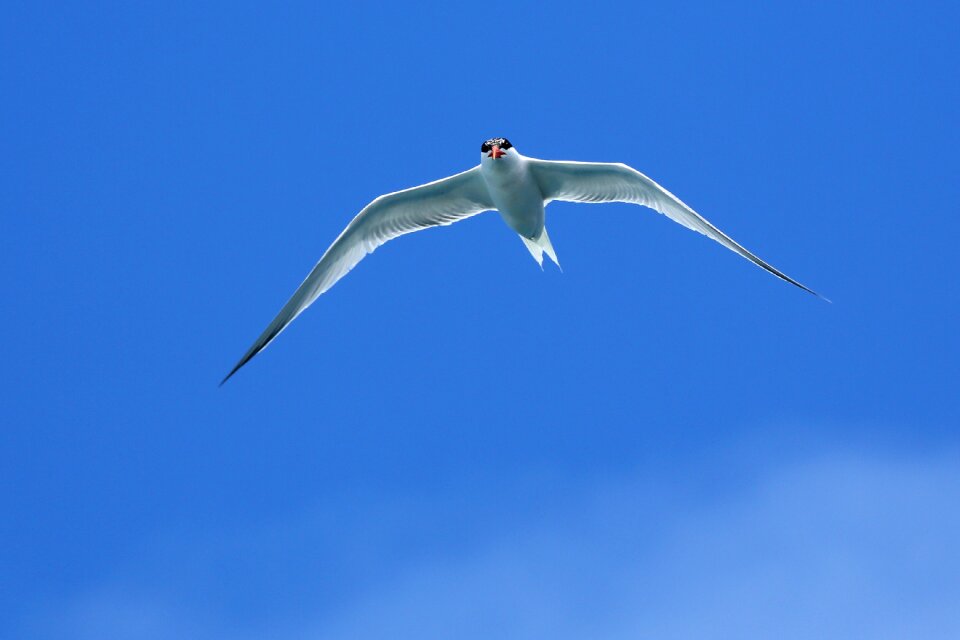 Sky bird wings