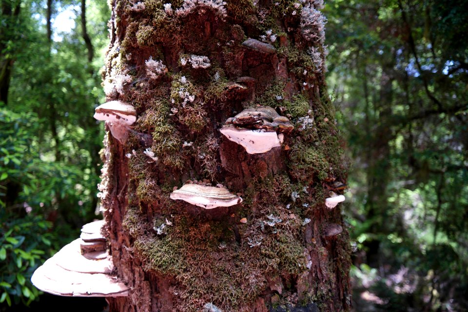 Julius River Forest Reserve, Tasmania 19