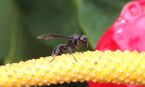 Insect wasp armenia photo