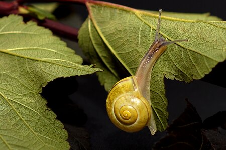 Slowly mollusk close up