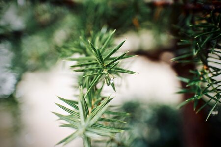 Pine rain drops photo