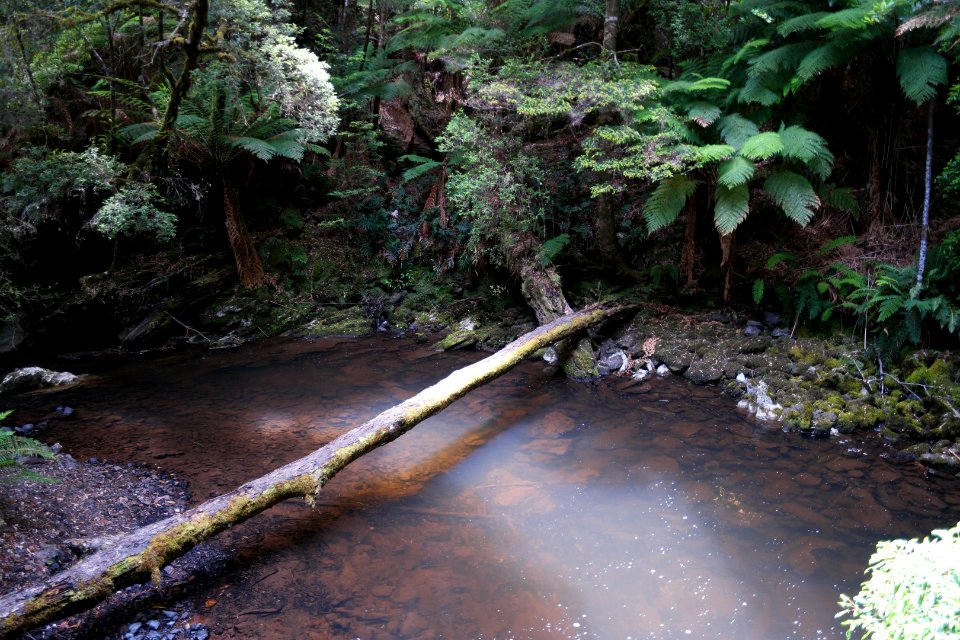 Julius River Forest Reserve, Tasmania 09