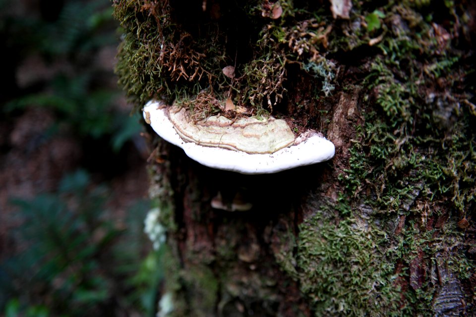 Julius River Forest Reserve, Tasmania 15