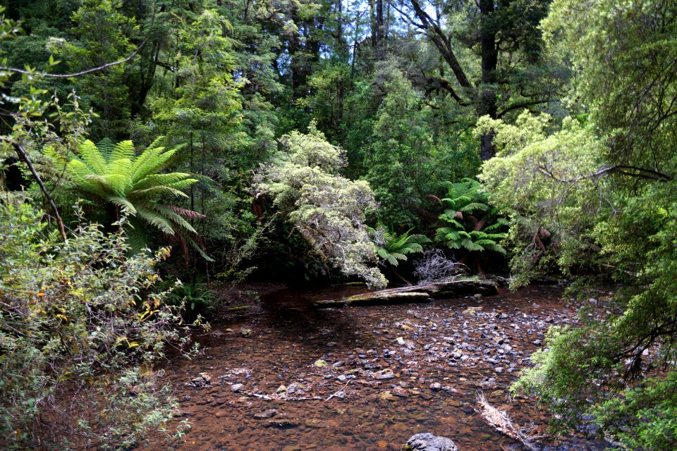 Julius River Forest Reserve, Tasmania 05