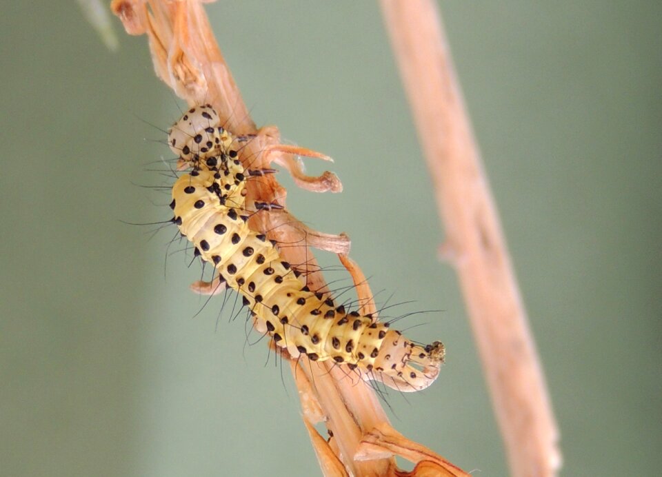 Insect worm armenia