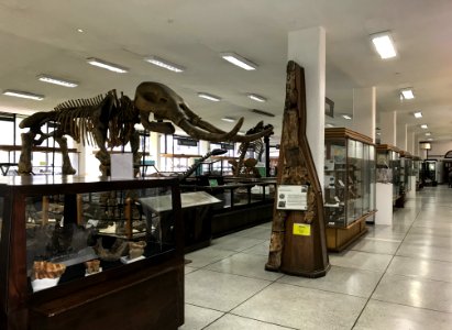 José Royo & Gómez Geological Museum Main Hall