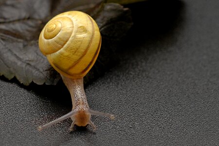 Slowly mollusk close up