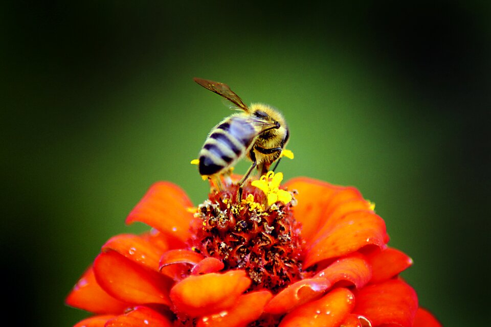 Flower outdoors honey