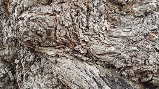 Organization dry bark
