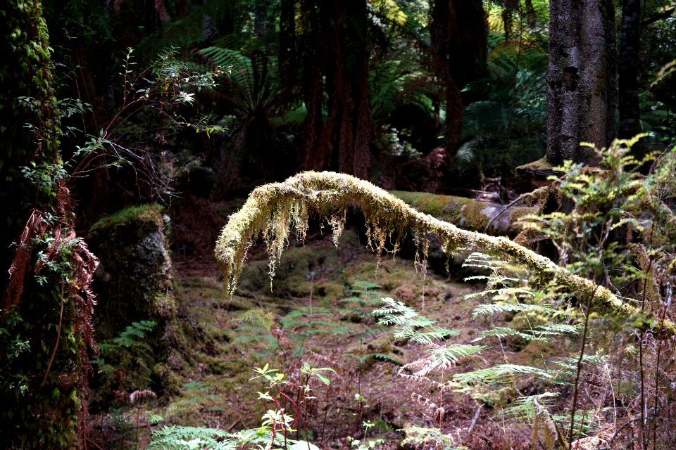 Julius River Forest Reserve, Tasmania 23