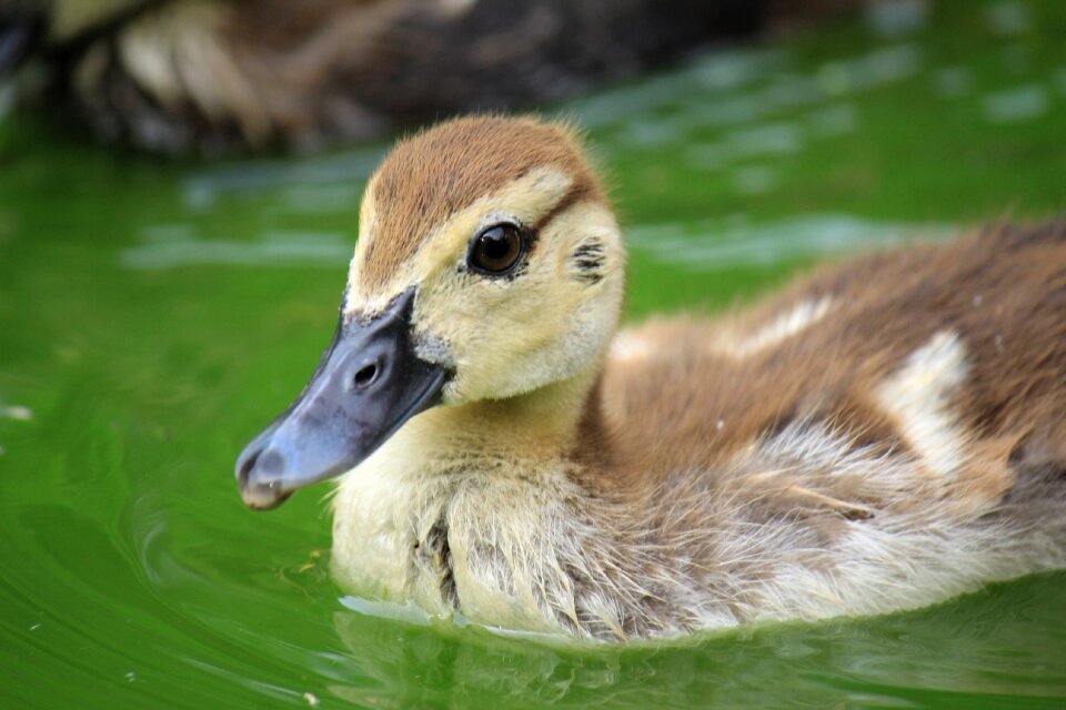 Birds national parks waterfowl