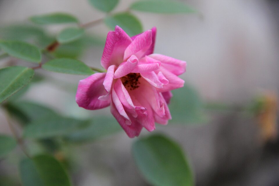 Flower springtime bloomed anew Free photos