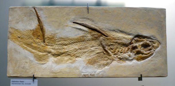 Hybodius fraasi - Museum fur Naturkunde, Berlin - DSC00017
