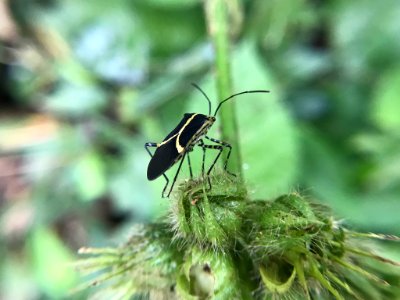 Hypselonotus linea 58503113