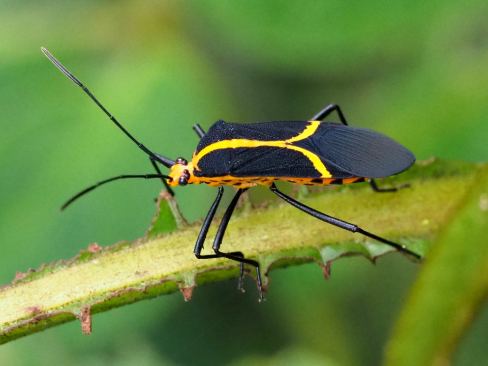 Hypselonotus linea 60251976